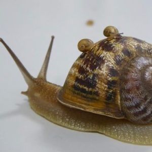 Meet your Posher, Bailey